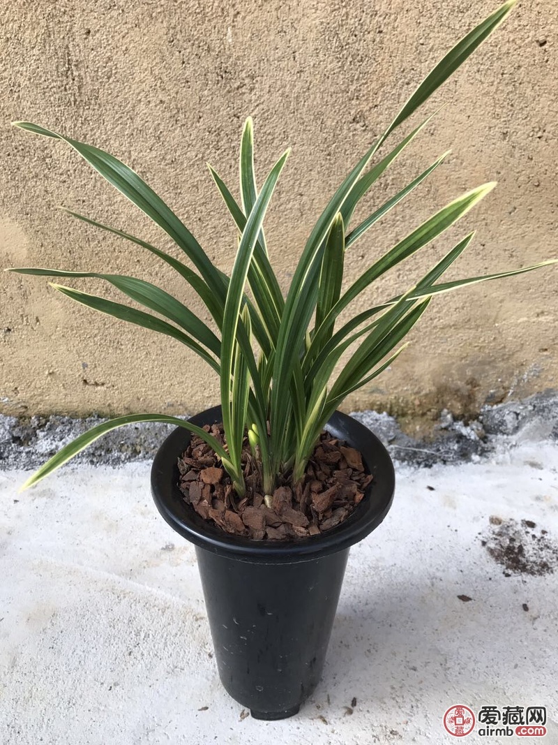 春兰金边线艺 彩云荷 6