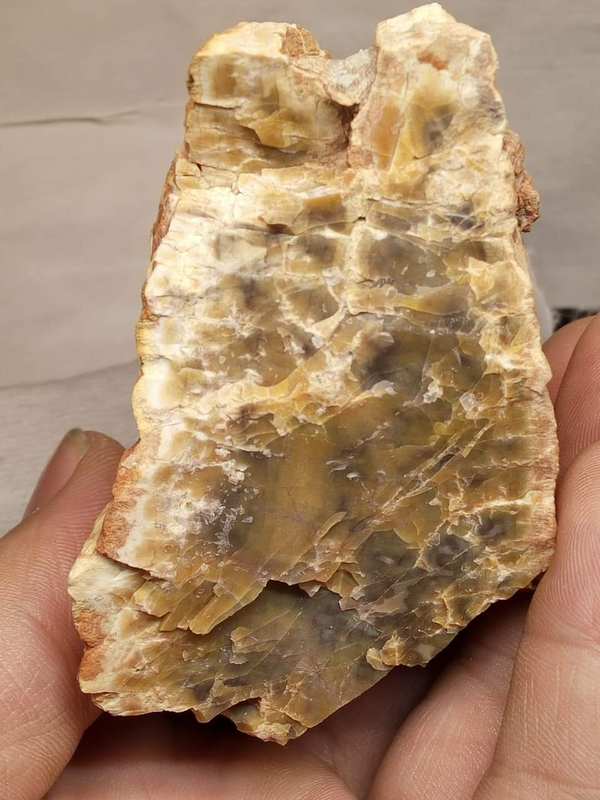 天然树化玉原石有裂人无横材不富可以做一小摆