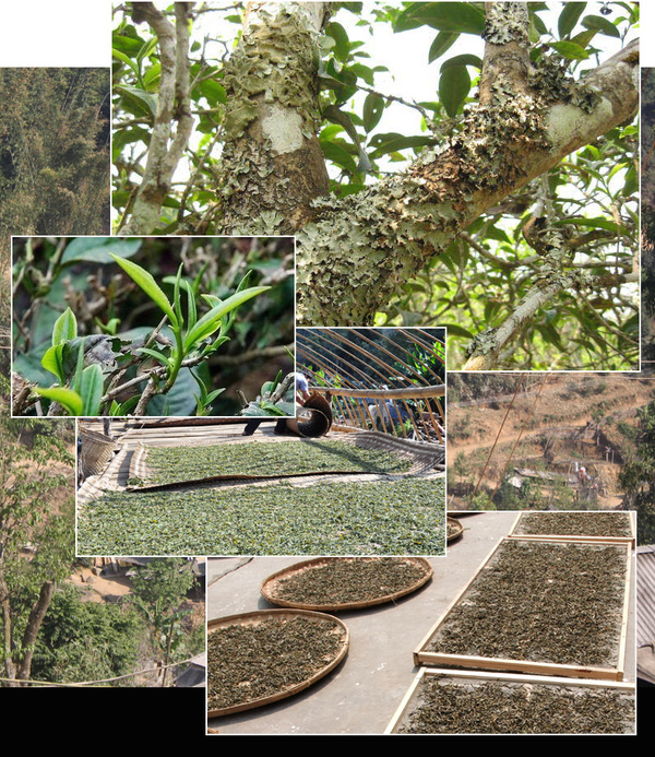 2016秋茶云南布朗古树茶精品高山流水普洱