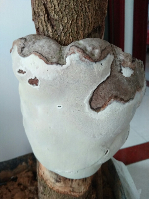 长在枯死桑树的野生活体腐生真菌