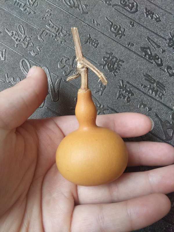 龙头小葫芦喜欢快来拍吧