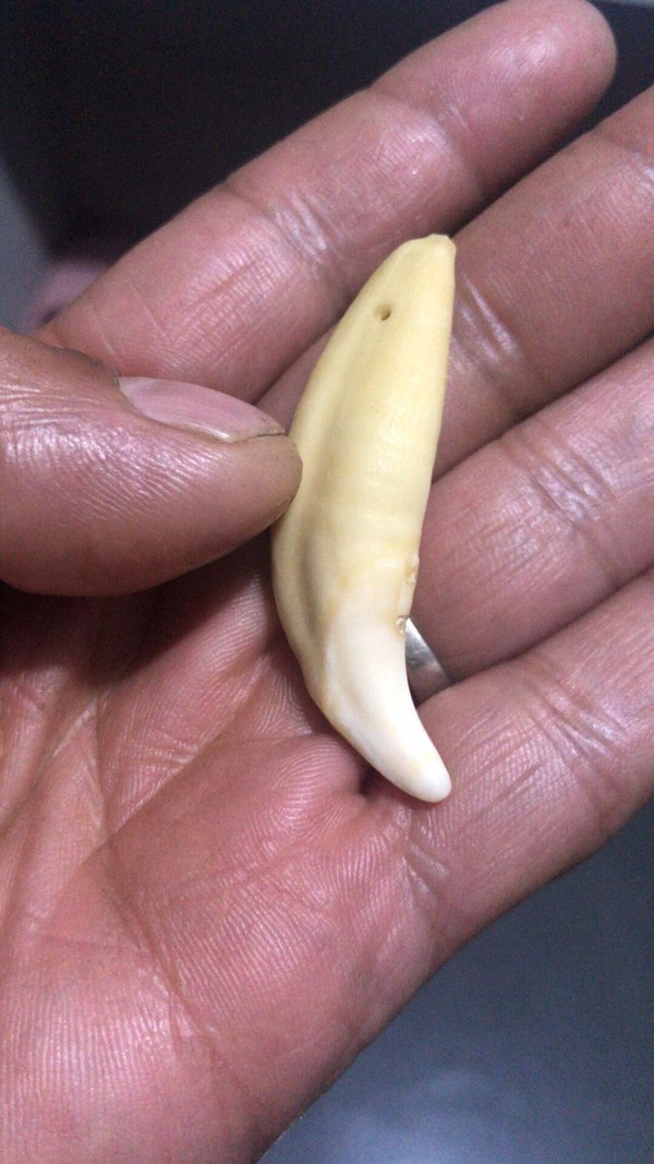 辟邪圣物狼牙一颗自己以前拍过来喜欢的朋友带走