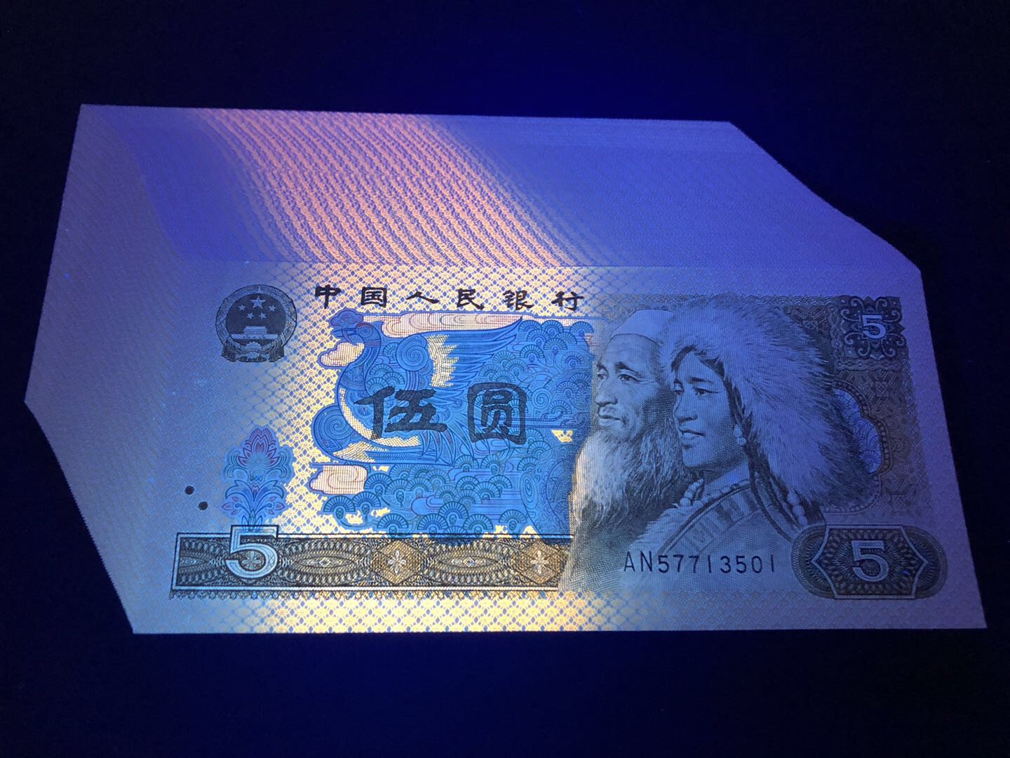 绝品805稀少荧光,金光蓝鹤强