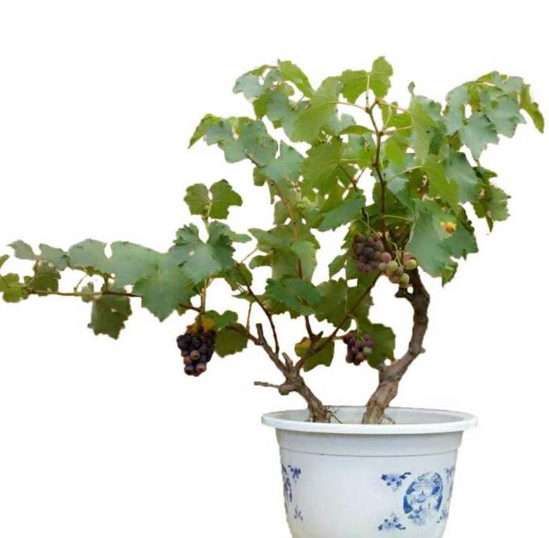 葡萄盆景.带塑料花盆1个.盆景