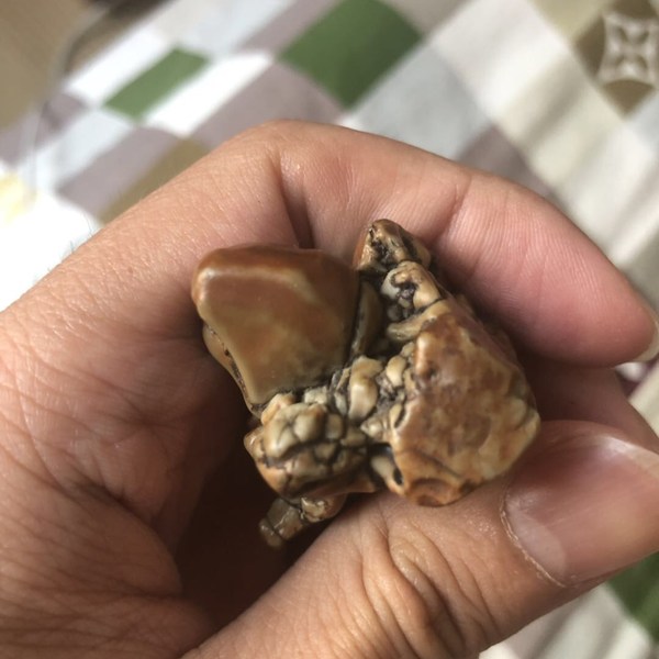 万年化石马牙把太少了