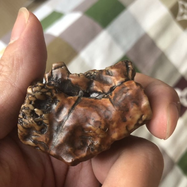 万年化石马牙把太少了