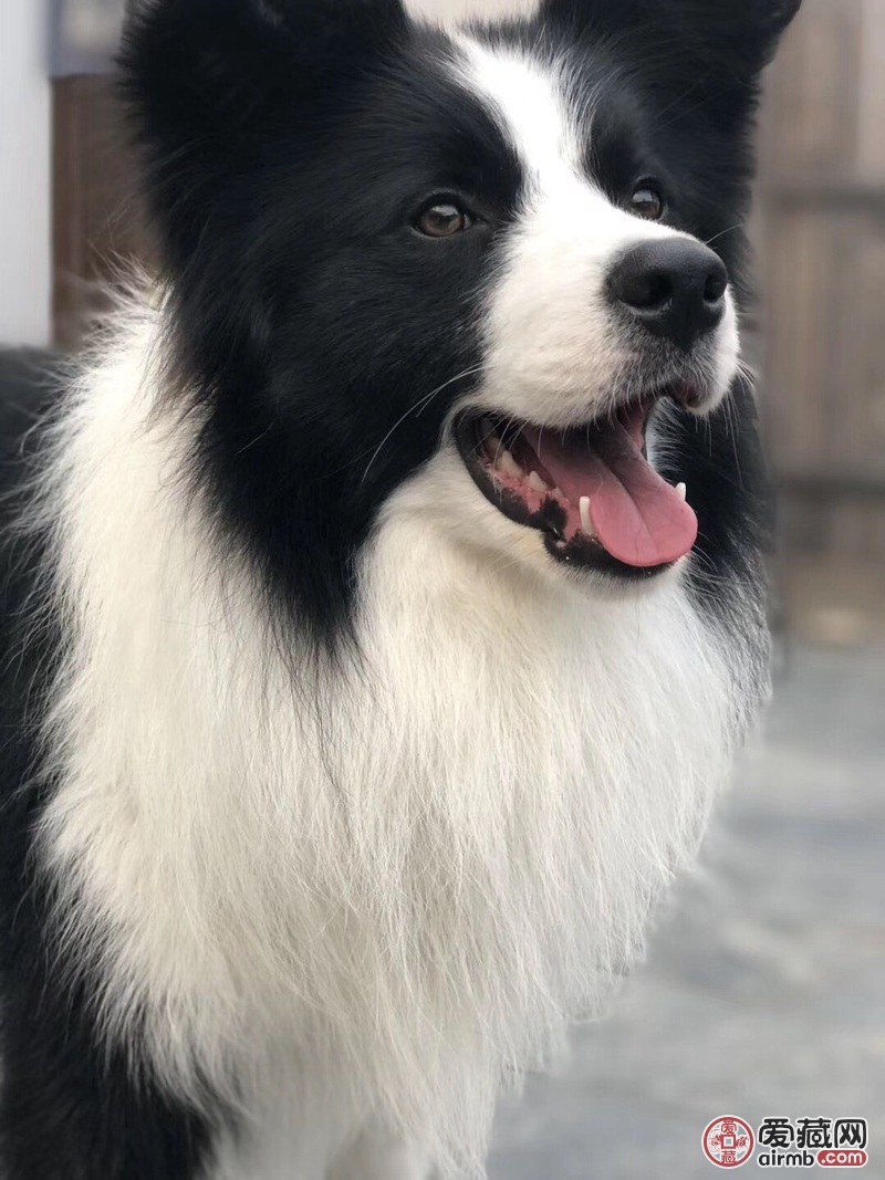 超值精品边境牧羊犬纯种边牧领养