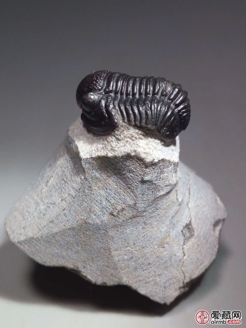 请鉴定这是远古时代的三叶虫化石