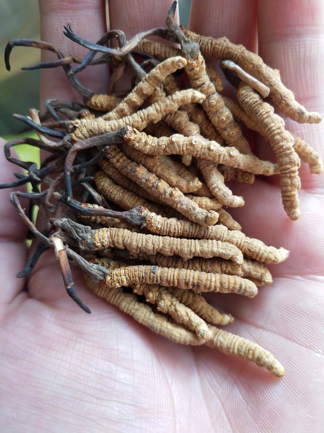 青海玉樹冬蟲夏草,拍下來發一根