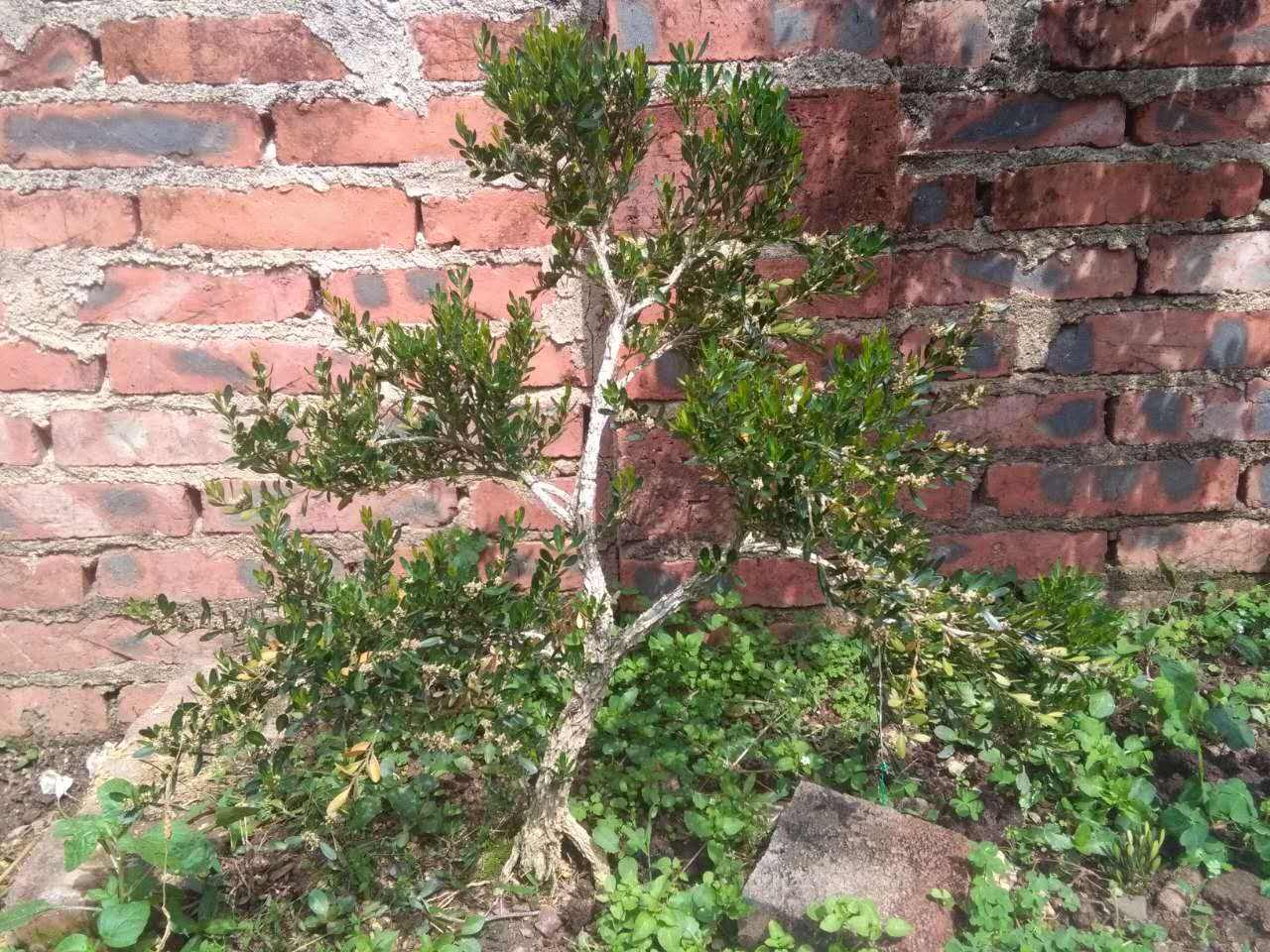 小叶黄洋盆景树,八年黄洋已定型.不带花盆.